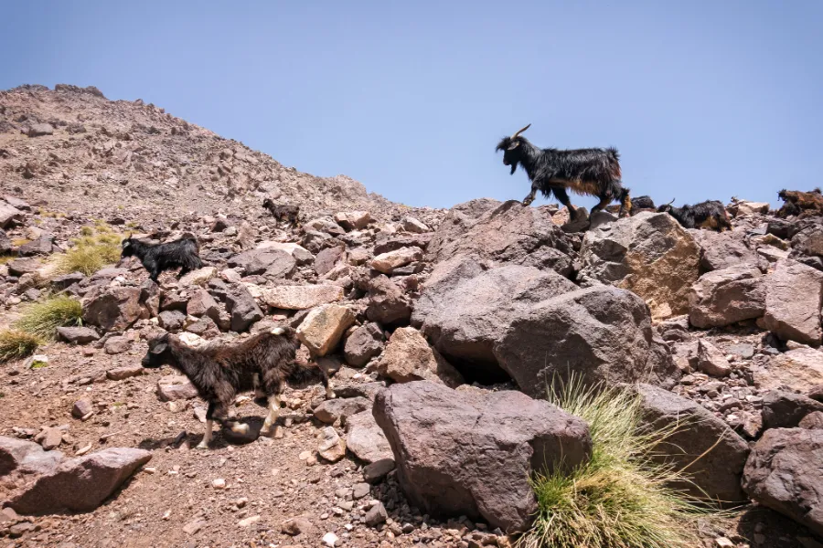 Authentic High Atlas Valley & Village Trails